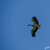 Dateiname=RR_Tiere_Weissstorch.jpg
Dateigröße=595KB
Abmessungen: 1200x1200
hinzugefügt am: 21. April 2025 RR_Tiere_Weissstorch.jpg