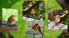 RR_Voegel_Rotkehlchen_Collage.jpg