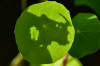 Roland_Schatten_Im_Blatt.jpg