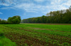 Roland__Landschaften_Feld.jpg
