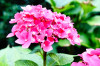 Dateiname=Verena_Leber_Hortensie.jpg
Dateigröße=153KB
Abmessungen: 1200x800
hinzugefügt am: 18. Juli 2025 Verena_Leber_Hortensie.jpg