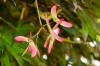 Dateiname=Verena_Leber_Japanischer_Ahorn_28Samentraeger29.jpg
Dateigröße=129KB
Abmessungen: 1200x800
hinzugefügt am: 18. Juli 2025 Verena_Leber_Japanischer_Ahorn_28Samentraeger29.jpg