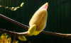 Verena_Leber_Magnolienknospe.jpg